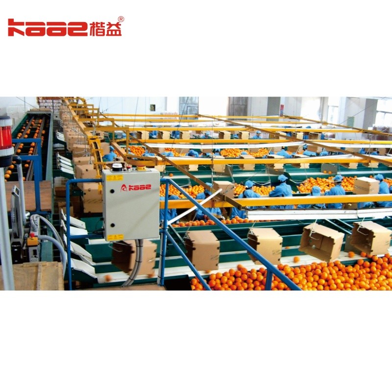 Citrus pear Orange Juice SUS304 Automatic Fruit Sorting Machine adopting computer vision